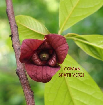 Banana indiana Asimina Triloba (banana nordului)