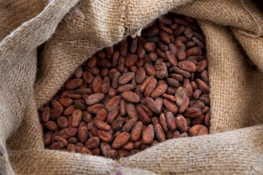 Boabe de cacao organice naturale