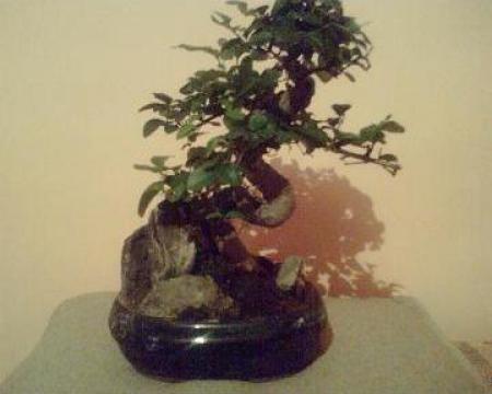 Bonsai Mix Mediu