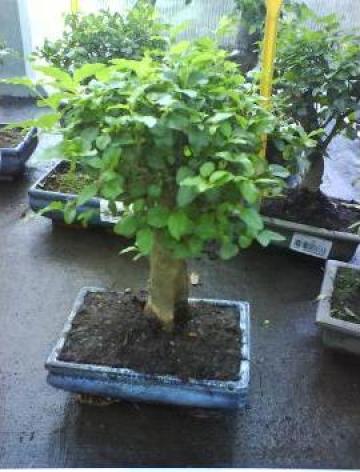 Bonsai Mix Mediu