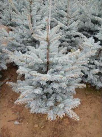 Brad ghiveci Picea pungens hoopsie 80-100 cm