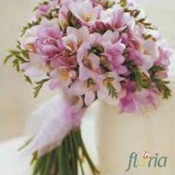 Buchet flori de 31 frezii roz