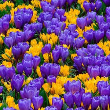 Bulbi crocus grandiflora yelow si blue - 5 buc/punga