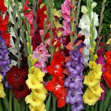 Bulbi gladiole mix - 50 buc