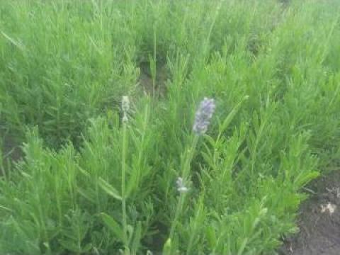 Butasi Lavanda