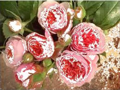 Butasi de trandafiri Piano, Chippendale, Shone Maid