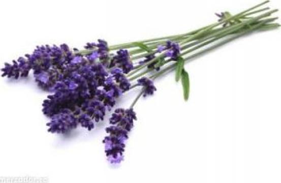 Butasi si seminte de lavanda