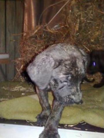 Caine Cane Corso linie americana, negru