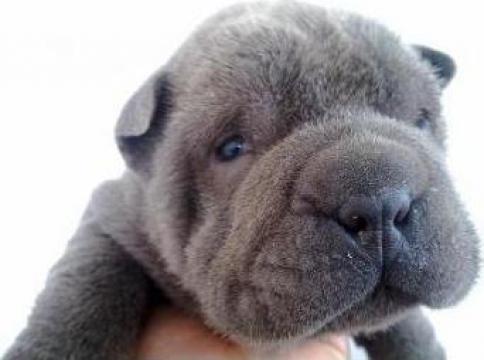 Caini rasa shar-pei