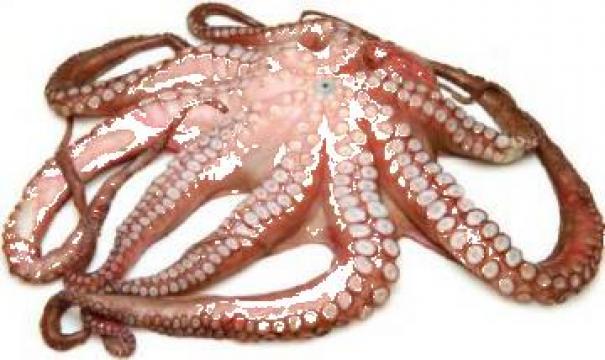 Caracatita intreaga cruda congelata
