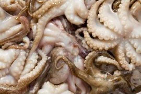 Caracatita pui 21-40 congelata