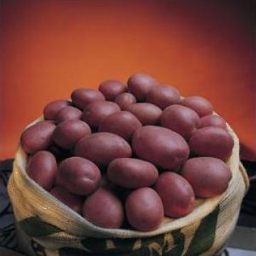 Cartofi albi si rosii ambalati la 10 kg si 25 kg
