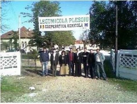 Castraveti