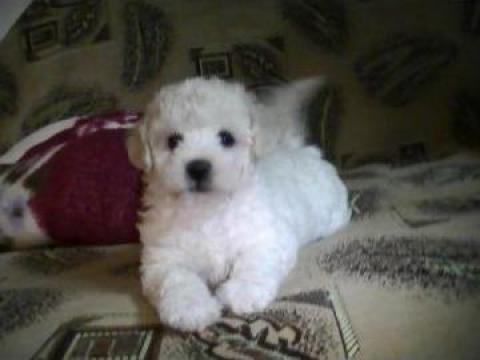 Catei Bichon Frise