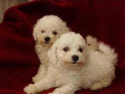Catei Bichon Frise