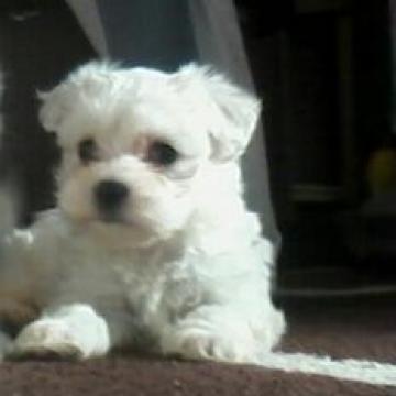 Catei Bichon Maltese