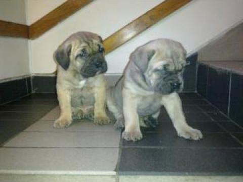 Catei Cane Corso