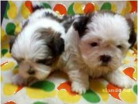Catei Shi-Tzu, Yorkshire Terrier, Bullterrier