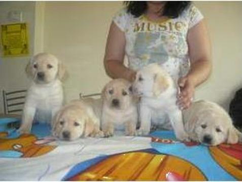 Catei Westy; Shih-tzu; Beagle; Mops
