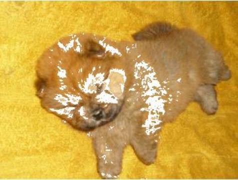 Catei chow-chow