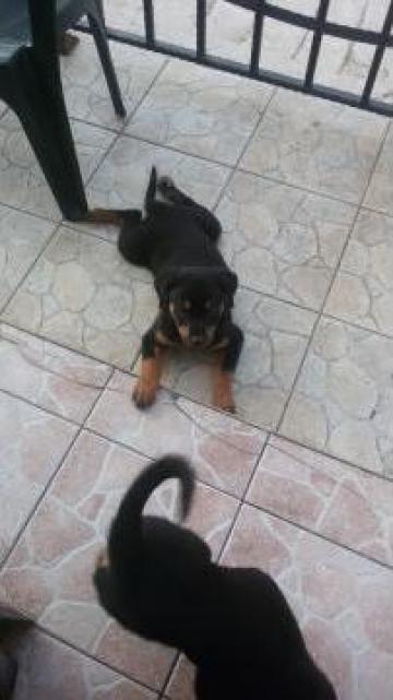 Catei pui de Rottweiler