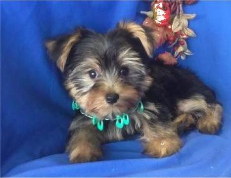 Catel Yorkshire Terrier