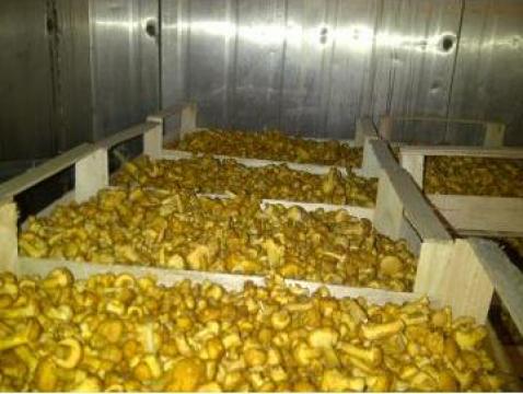 Ciuperci Galbiori Cantharellus cibarius