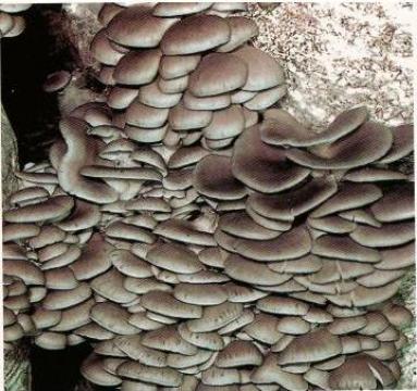 Ciuperci Miceliu pleurotus