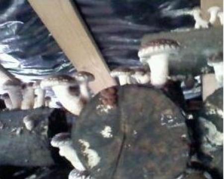 Ciuperci Shiitake