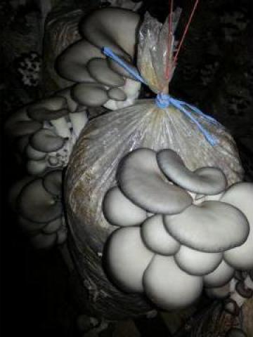 Compost Pleurotus