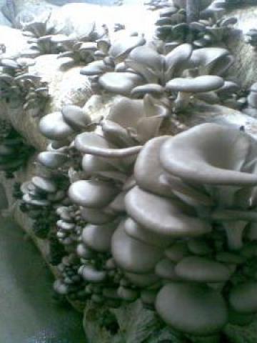 Compost Pleurotus