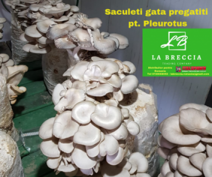 Compost inoculat cu miceliu Pleurotus