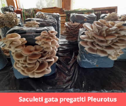 Compost inoculat cu miceliu Pleurotus