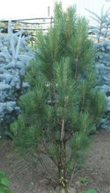 Copac Pinus Nigra - 1.8 metri - mod 938