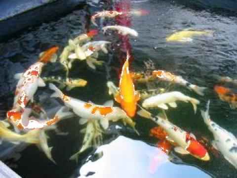 Crap Koi