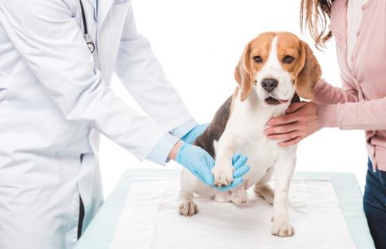 Curs Tehnician veterinar