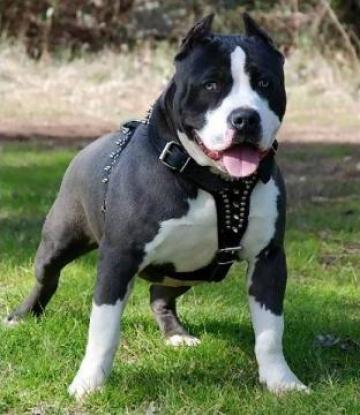 Cursuri coafor canin