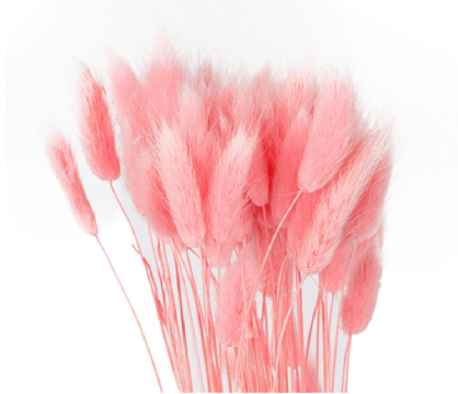Decoratiuni Flori uscate Lagurus, roz 50g