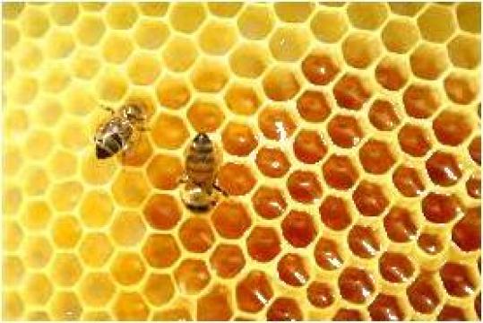 Faguri artificiali din ceara albine
