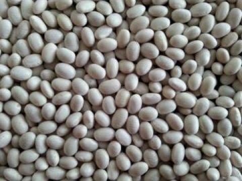 Fasole uscata diverse sortimente