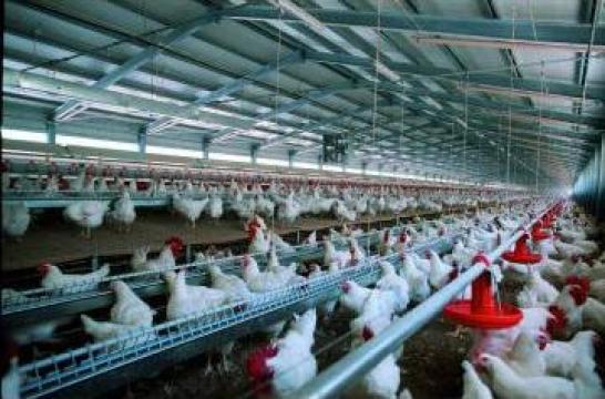 Ferme crestere si productie animale