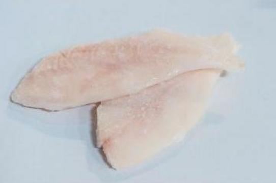 File de Calcan (turbot) congelat