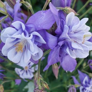 Floare Aquilegia albastru cu alb dantelat in ghiveci