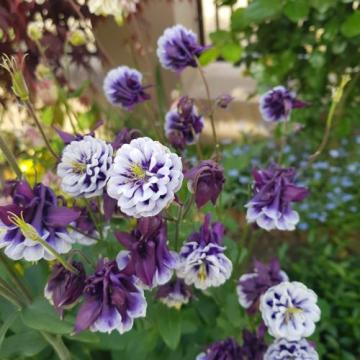 Floare Aquilegia (caldarusa) Ruby, cu flori dantelate