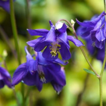 Floare Aquilegia (caldaruse) albastra cu flori dantelate