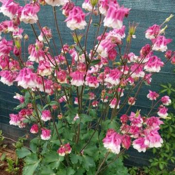 Floare Aquilegia (caldaruse) roz cu flori batute in ghiveci