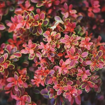 Floare Berberis Thunbergii Golden Ring, in ghiveci