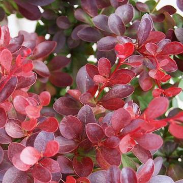 Floare Berberis Thunbergii Red Carpet, in ghiveci