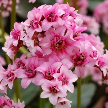 Floare Bergenia Ouverture la ghiveci de 19 cm