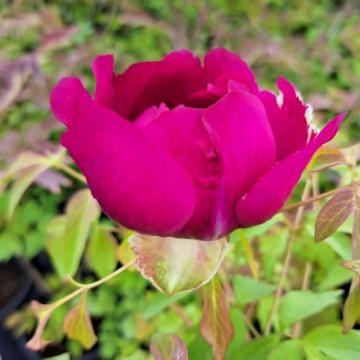 Floare Bujor arbustiv rosu-grena la ghiveci, 30-40 cm